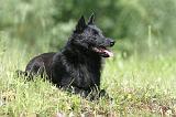 SCHIPPERKE 303